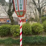 4月7日★満開🌸